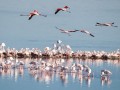 Flamingos in Fuente de Piedra
